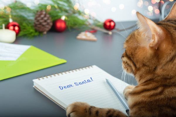 
                    Как сэкономить на Новый год: 5 советов, чтобы уберечь бюджет
                